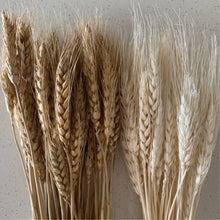 Cargar imagen en el visor de la galería, E294A20917C74A2027E13522192912B6/22212245_976c1f4a-6b1b-4c22-b568-bf3b0be8e757.jpg